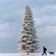 3d winter trees model