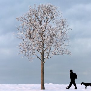 3d winter tree model