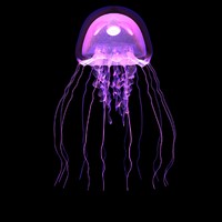  Jellyfish  3D Models  for Download TurboSquid