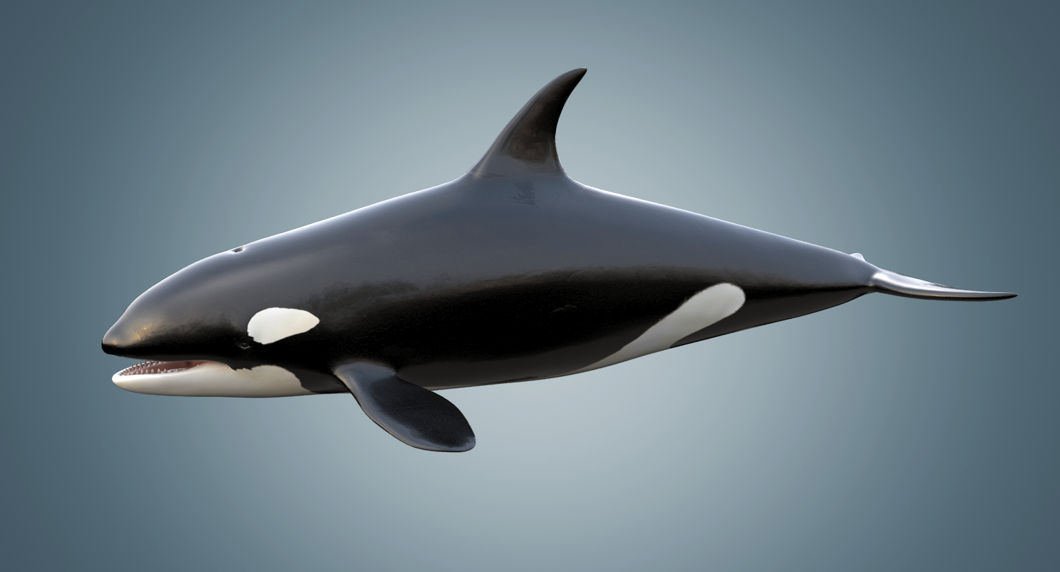 killer whale
