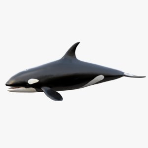 realistic killer whale orca 3d max