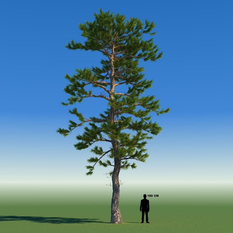 3d model tree japanese pine