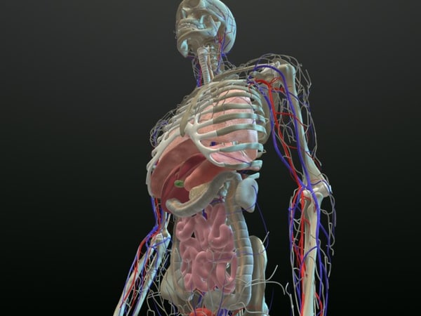 人間の内臓3dモデル Turbosquid
