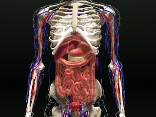 entire human body internal organs 3d model