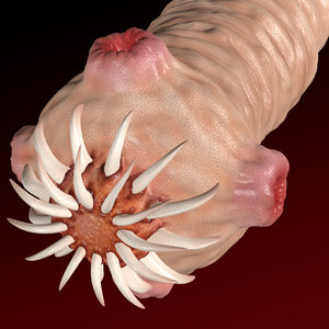worm scolex 3d model