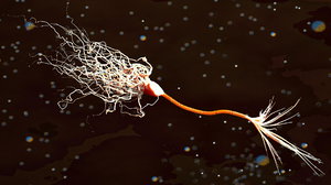 3d neuron myelin sheath model