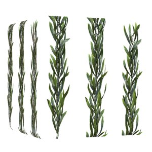 Long Kelp