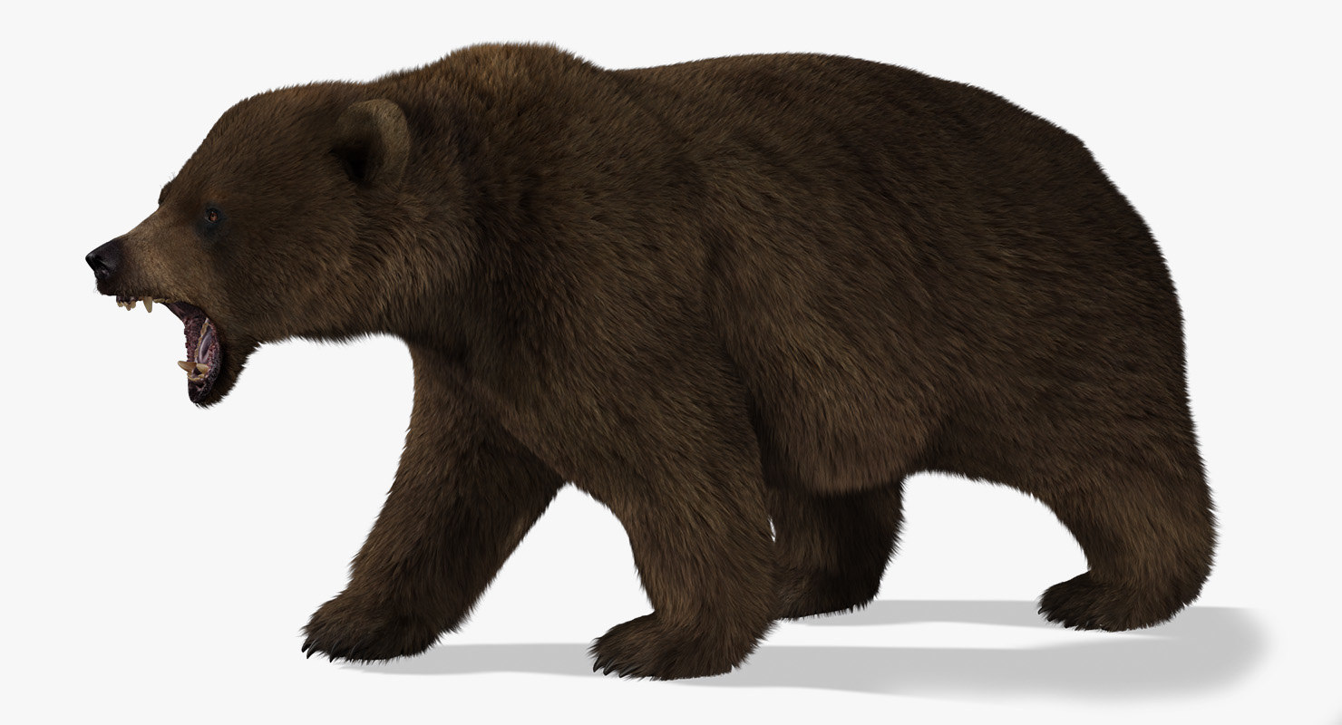 3d model of bear rigged 2 fur