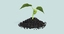 3d model plant sprout