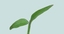 3d model plant sprout