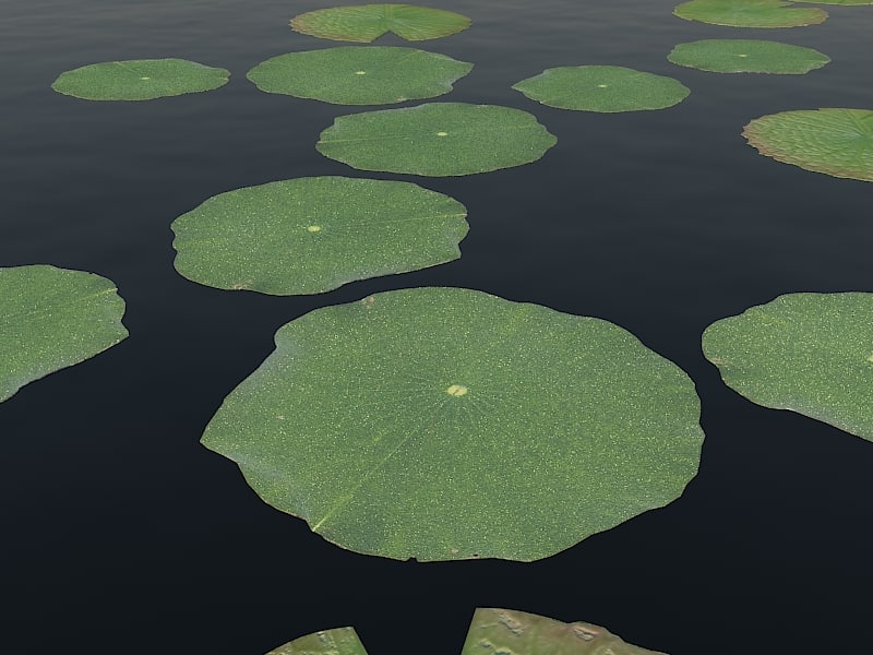 Water Lily Pads 3d Max   Lily0000 779a2c01 8bd6 445a 9f02 C6eb9f1f4411Original 