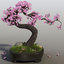 sakura bonsai tree 3d max