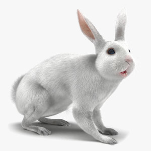 3d white rabbit rigged