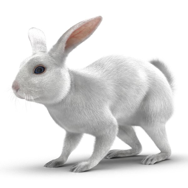 3d white rabbit rigged