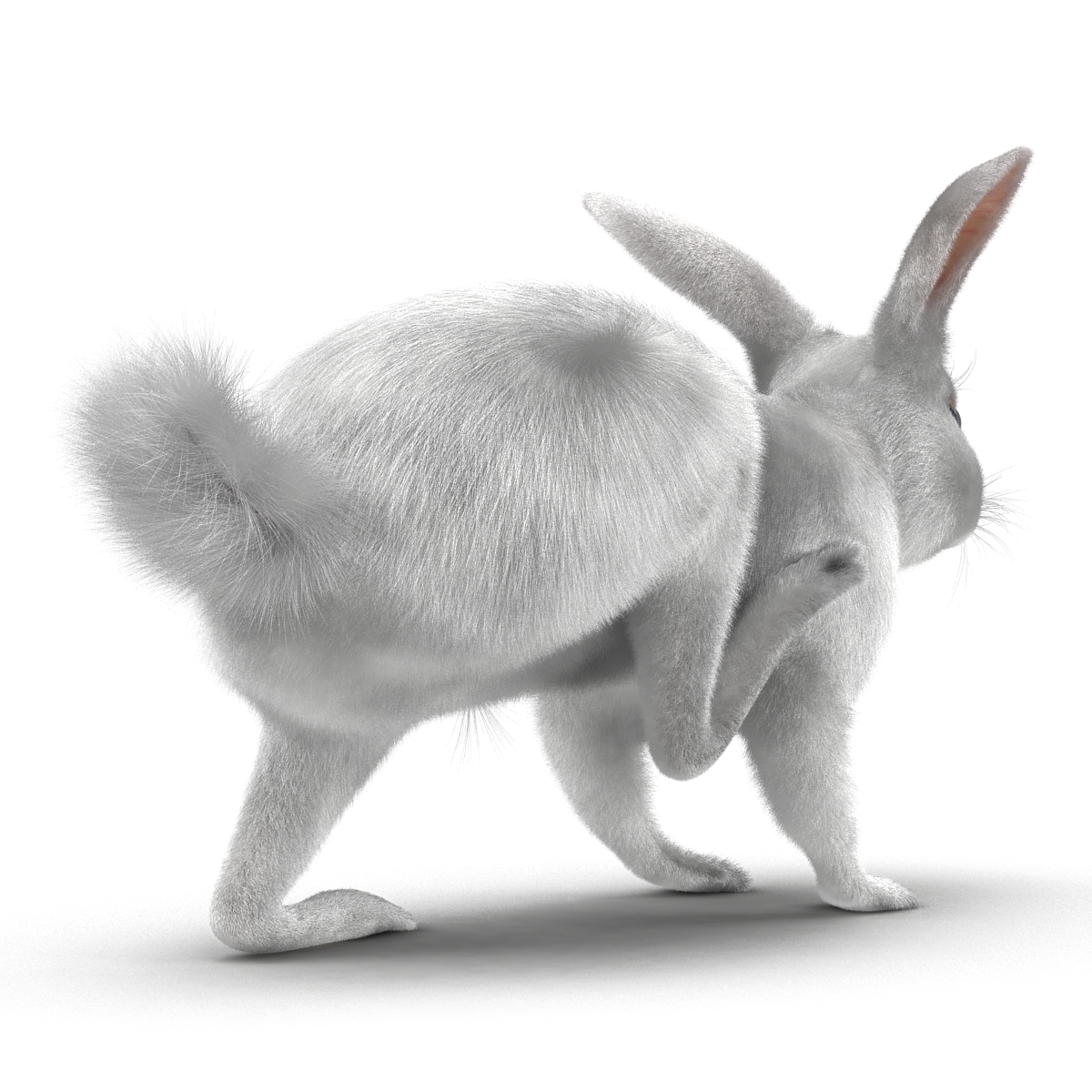 3d white rabbit rigged