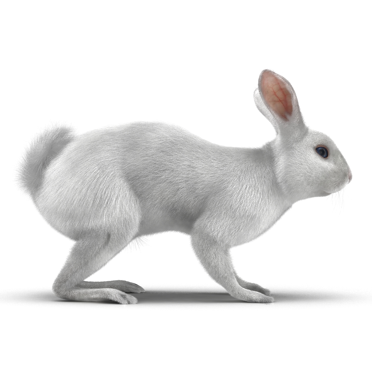 3d white rabbit rigged