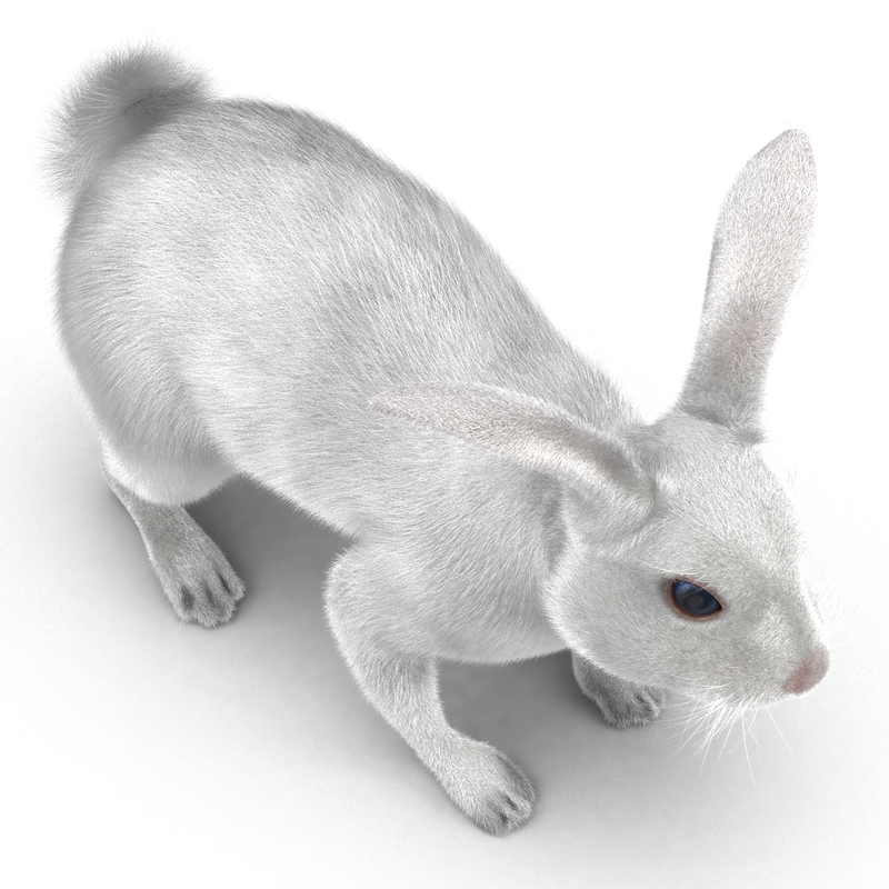 3d white rabbit rigged