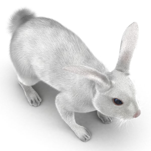 3d white rabbit rigged