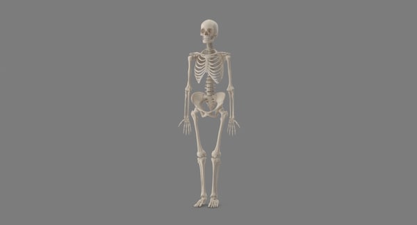 female skeleton 3d model