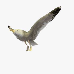 single flying seagull animation 3d c4d
