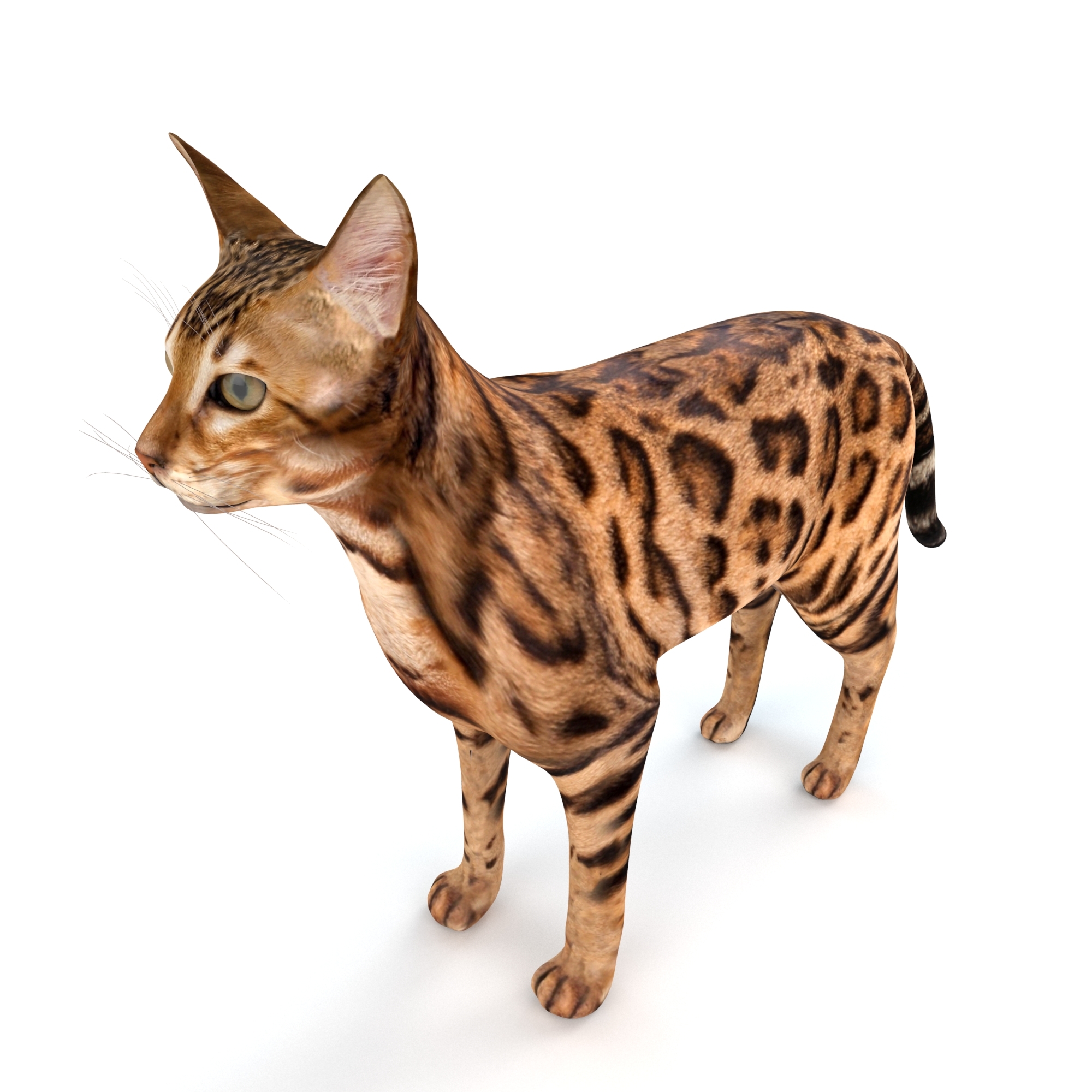 孟加拉猫3d模型