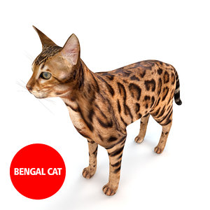 3d model bengal cat fur
