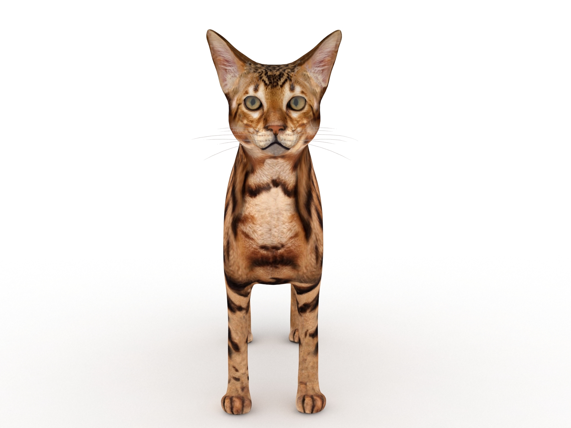 孟加拉猫3d模型