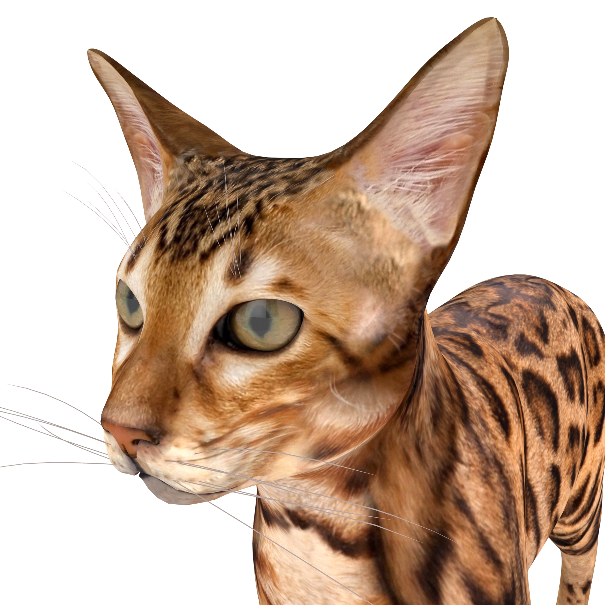 3d model bengal cat fur