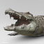 realistic crocodile max