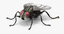 3d standing house fly
