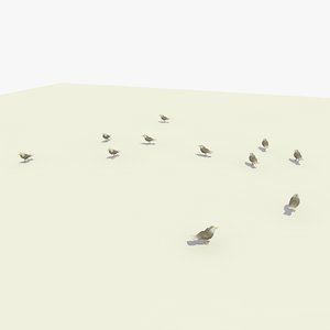 group walking seagulls animation 3d model