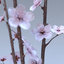 3d lwo cherry blossom