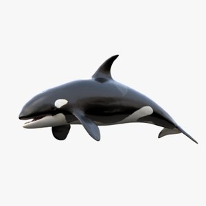 realistic killer whale orca 3d max