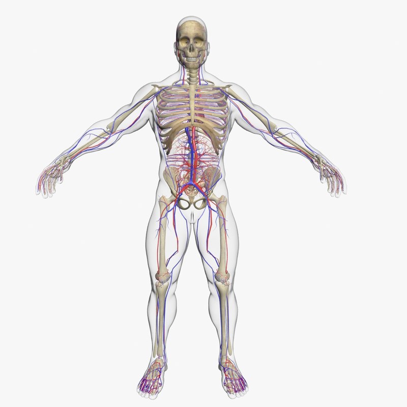 3d model of circulatory skeleton