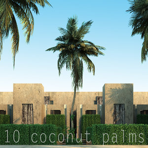 coconut palm max