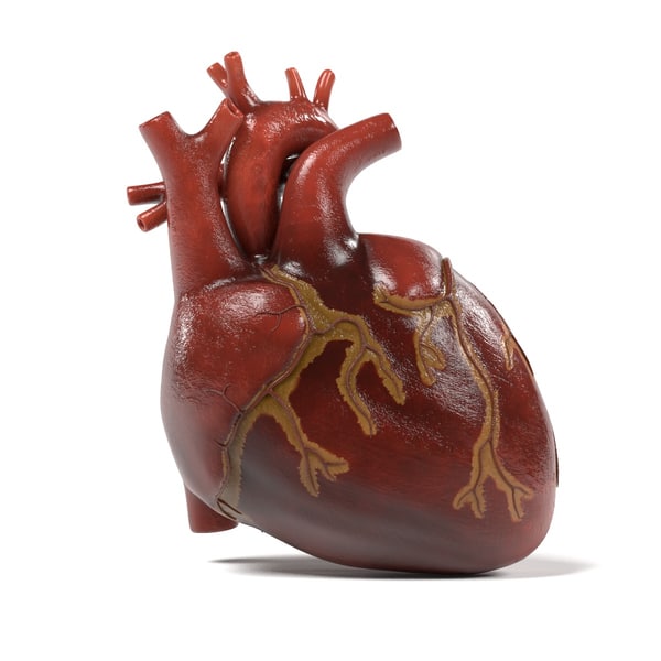 3d human heart section