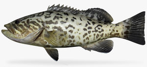 fbx gag grouper