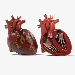 3d human heart section