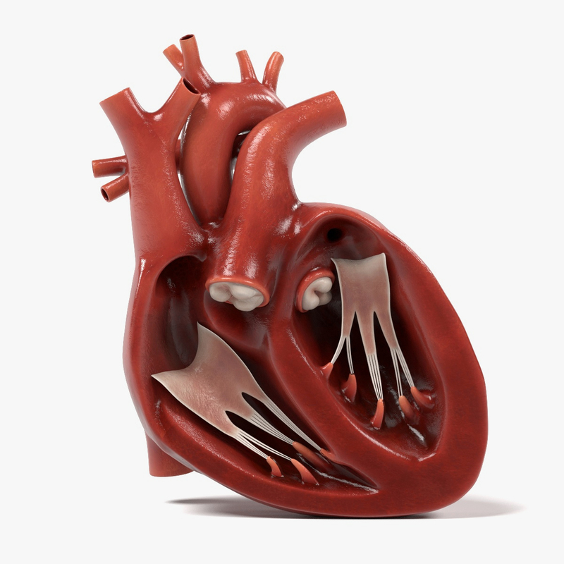 3d human heart section