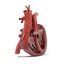 3ds heart section