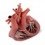 3ds heart section