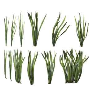 Corkscrew Vallisneria (seaweed!)