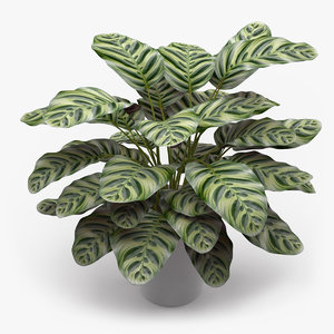 3d model photorealistic calathea makoyana plant