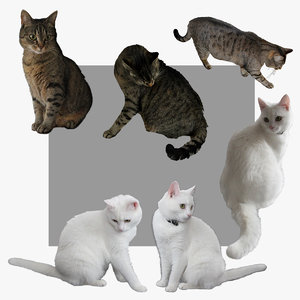 cat 3d 3ds