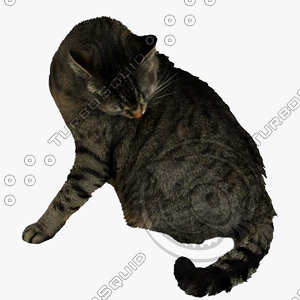 GW Cat A 02