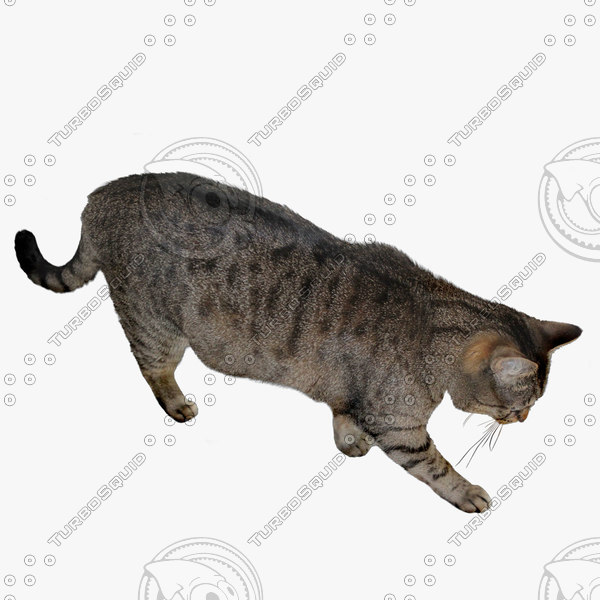 Texture Photoshop cat cut out