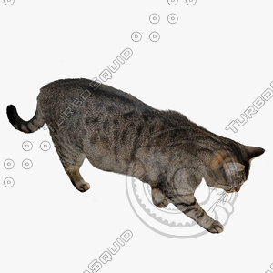 GW Cat A 03
