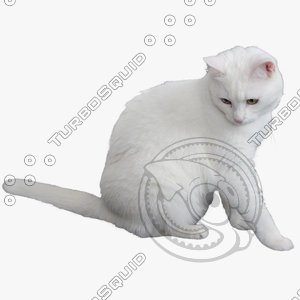 GW Cat A 04