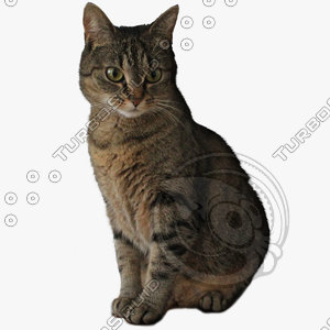 GW Cat A1