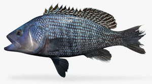 fbx black sea bass